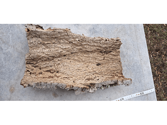 1x Medium-sized virgin cork board: (25x20x5cm) 6