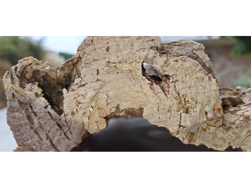 1x Medium-sized virgin cork board: (25x20x5cm) 7