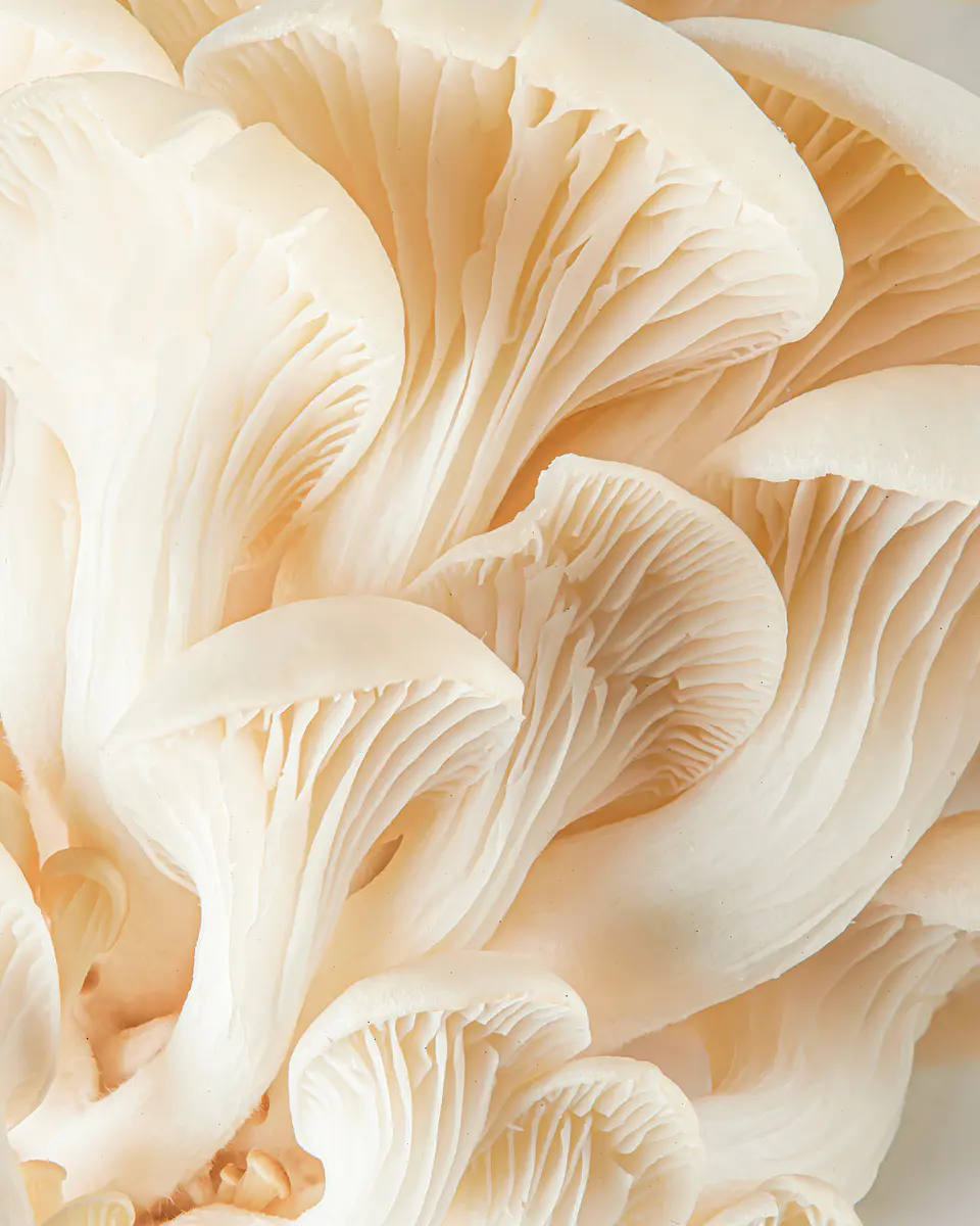 Orellanas Frescas - Pleurotus Ostreatus - Kilo 2