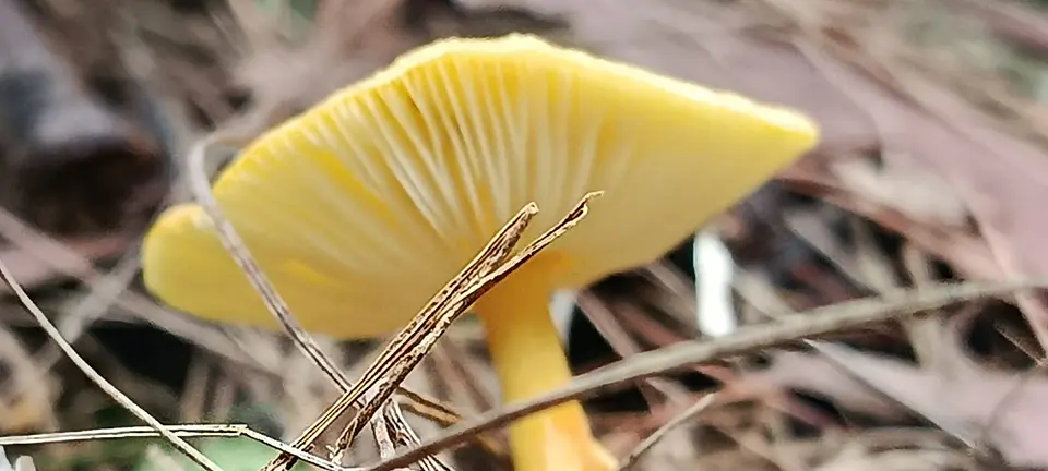 Expedición Fungi con entrada a Comfama Parque Arví 1