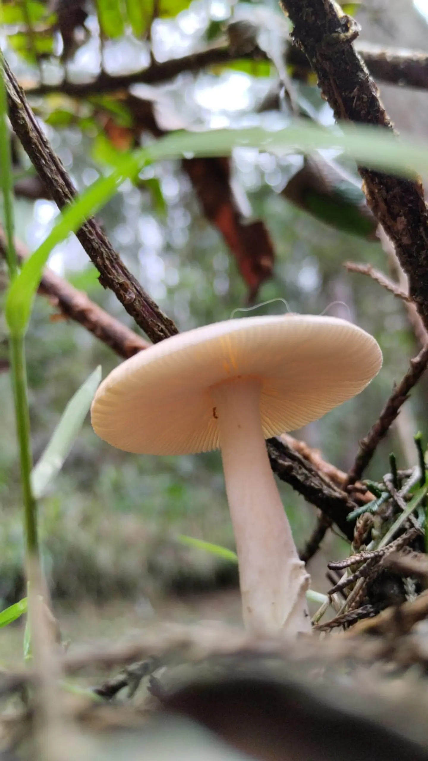 Expedición Fungi con entrada a Comfama Parque Arví 4