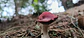 Expedición Fungi con entrada a Comfama Parque Arví - Miniatura 5