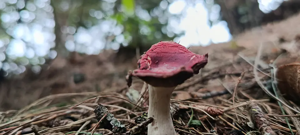 Expedición Fungi con entrada a Comfama Parque Arví 5