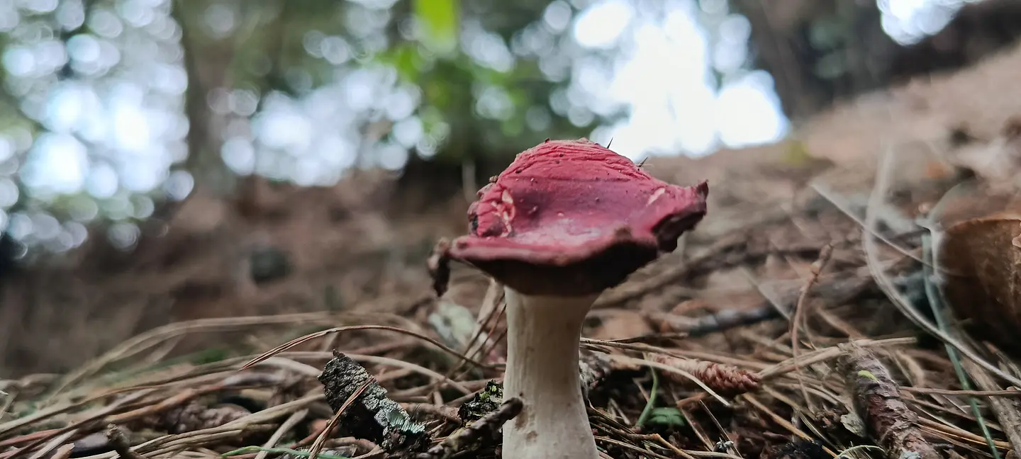 Campamento Familiar Fungi en SanaYá Domo Glamping 5