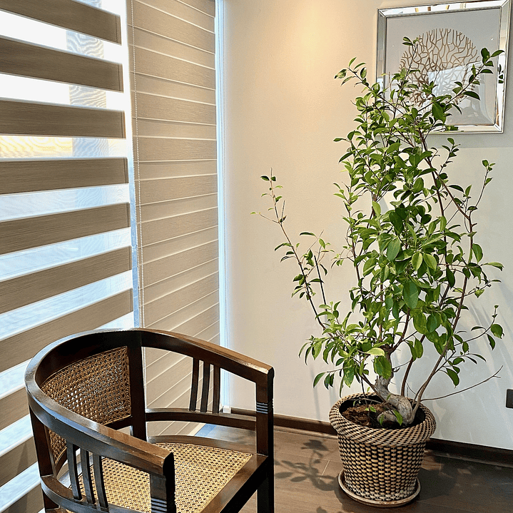 Roller Duo Blackout Gris franja Blanca 4