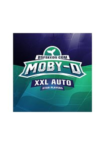 MOBY-D XXL AUTO X 7