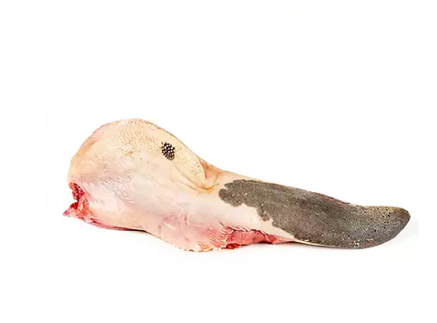 Lengua Res (Unid) 