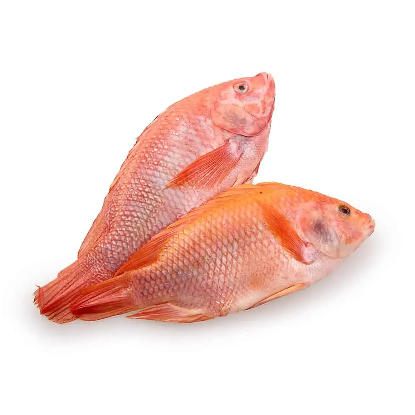 Mojarra Roja Libra (500 grs) 1