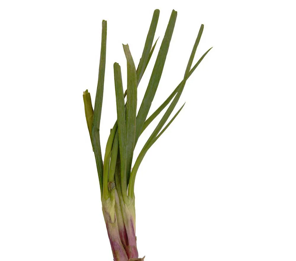 Cebollin (500 grs)