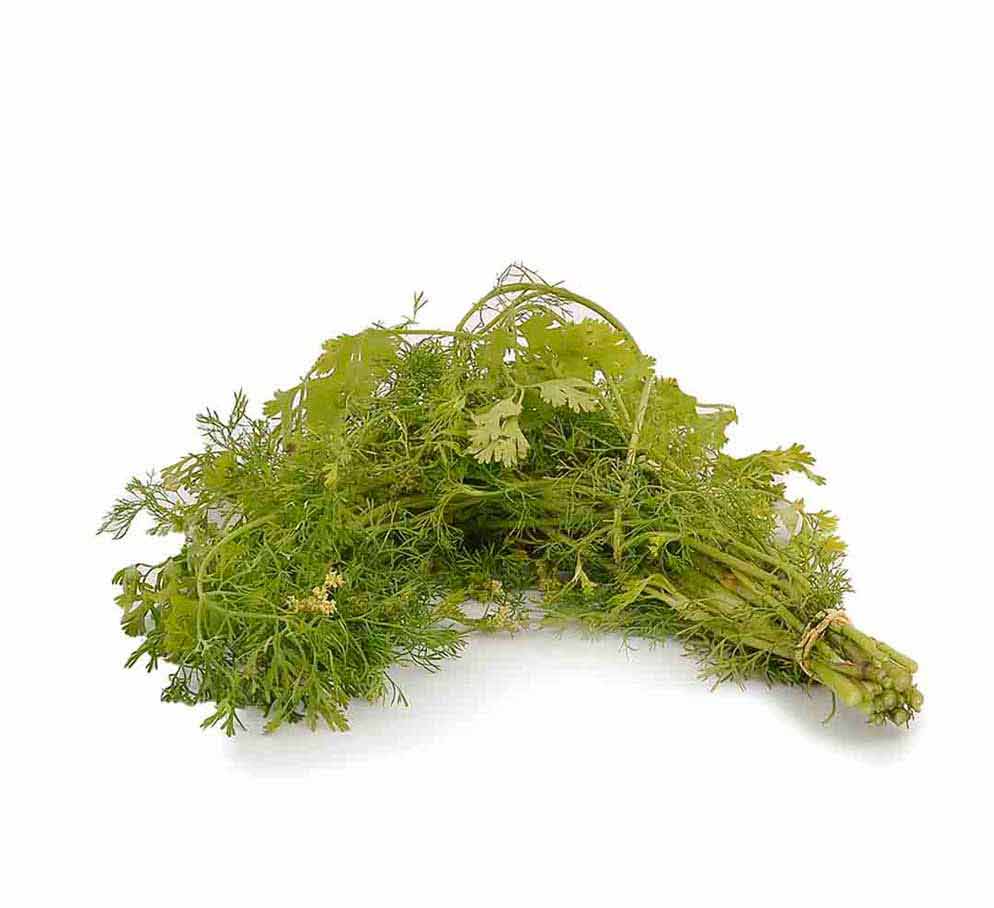 Cilantro Criollo (50 grs)