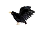 Adorno Halloween Cuervo Negro 25 Cm - Miniatura 1