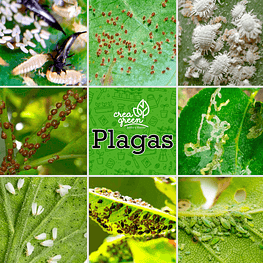 Asedio Jabón + Neem 280 Cc Control Ecológico De Plagas