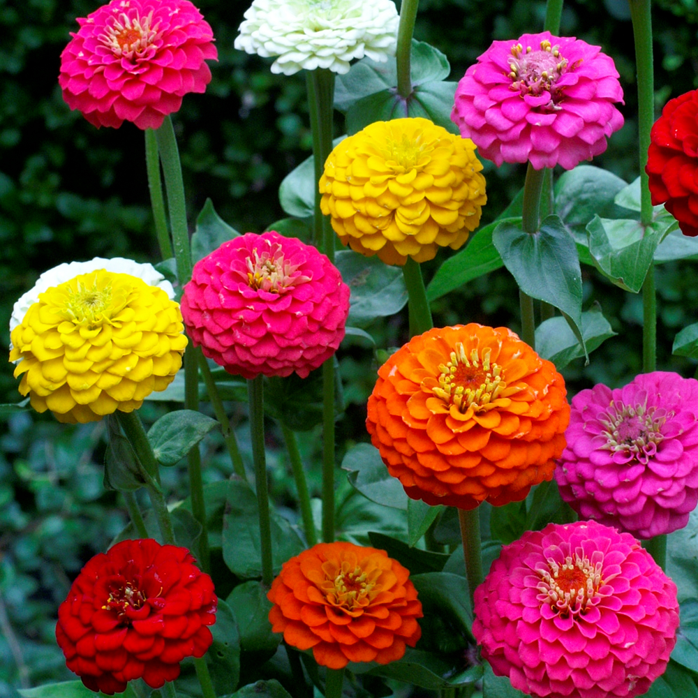 Semillas Zinnia Lilliput