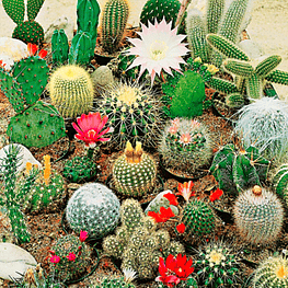Semillas Cactus