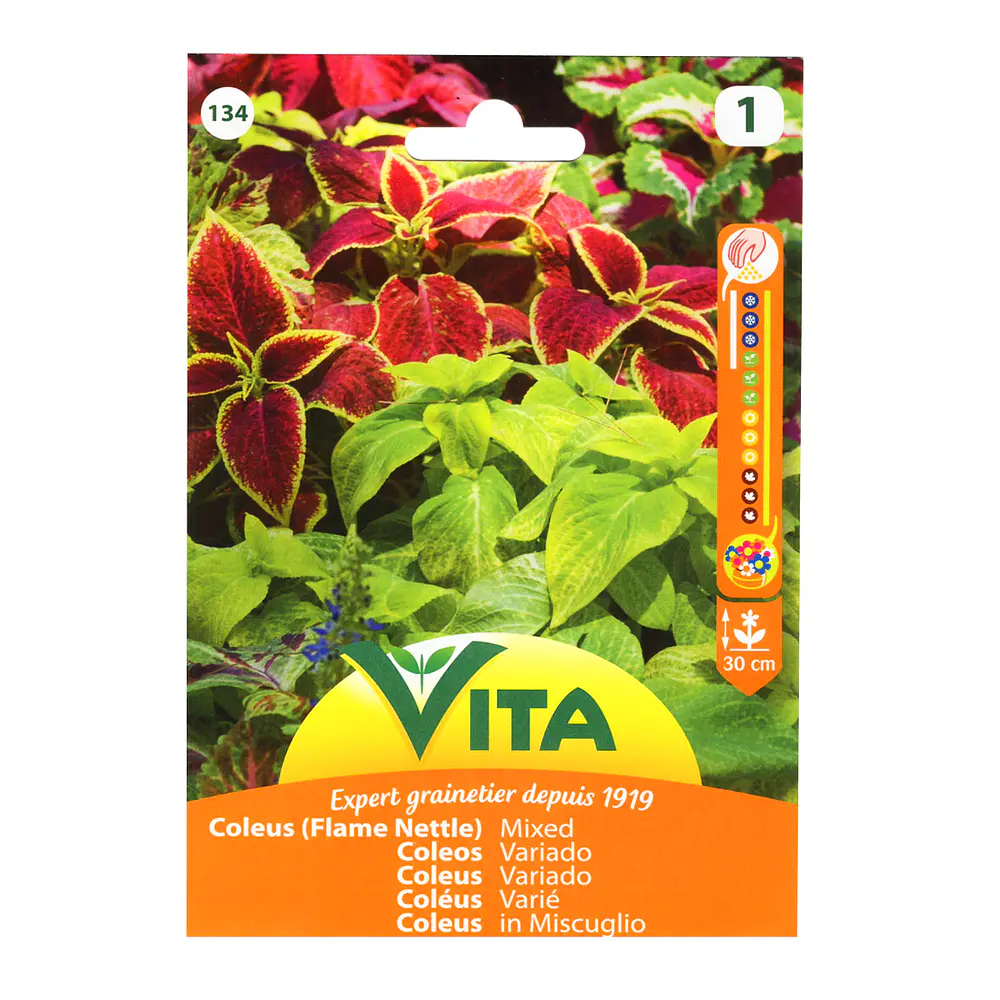 60 Graines De Coleus Rose - Facile à Cultiver, Idéal Pour Bonsaï Ou Jardin
