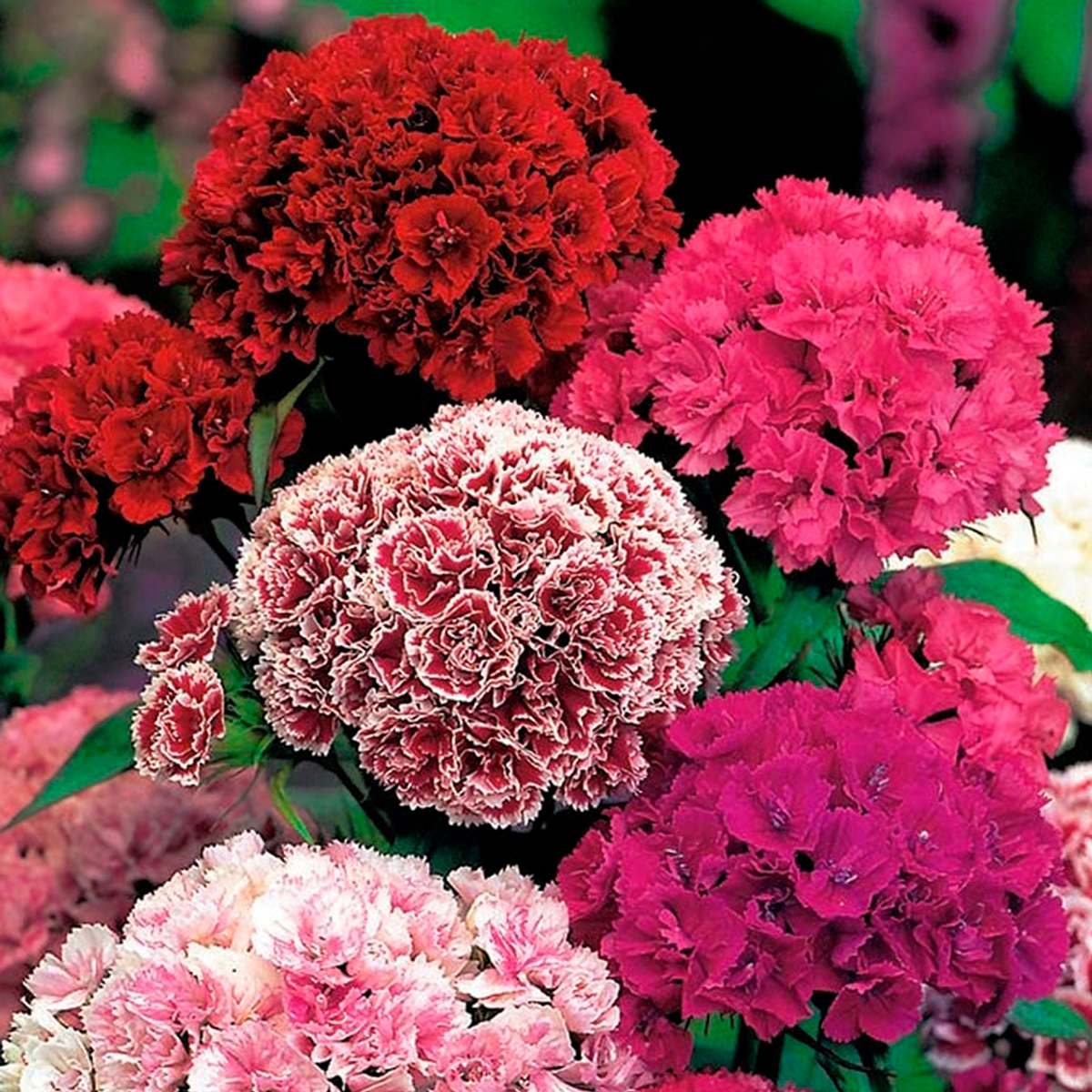 Semillas De Calendula Semillas De Capuchina Trepadora Variada Batlle En  Planeta Huerto Semillas Capuchina, image size:1200x1200