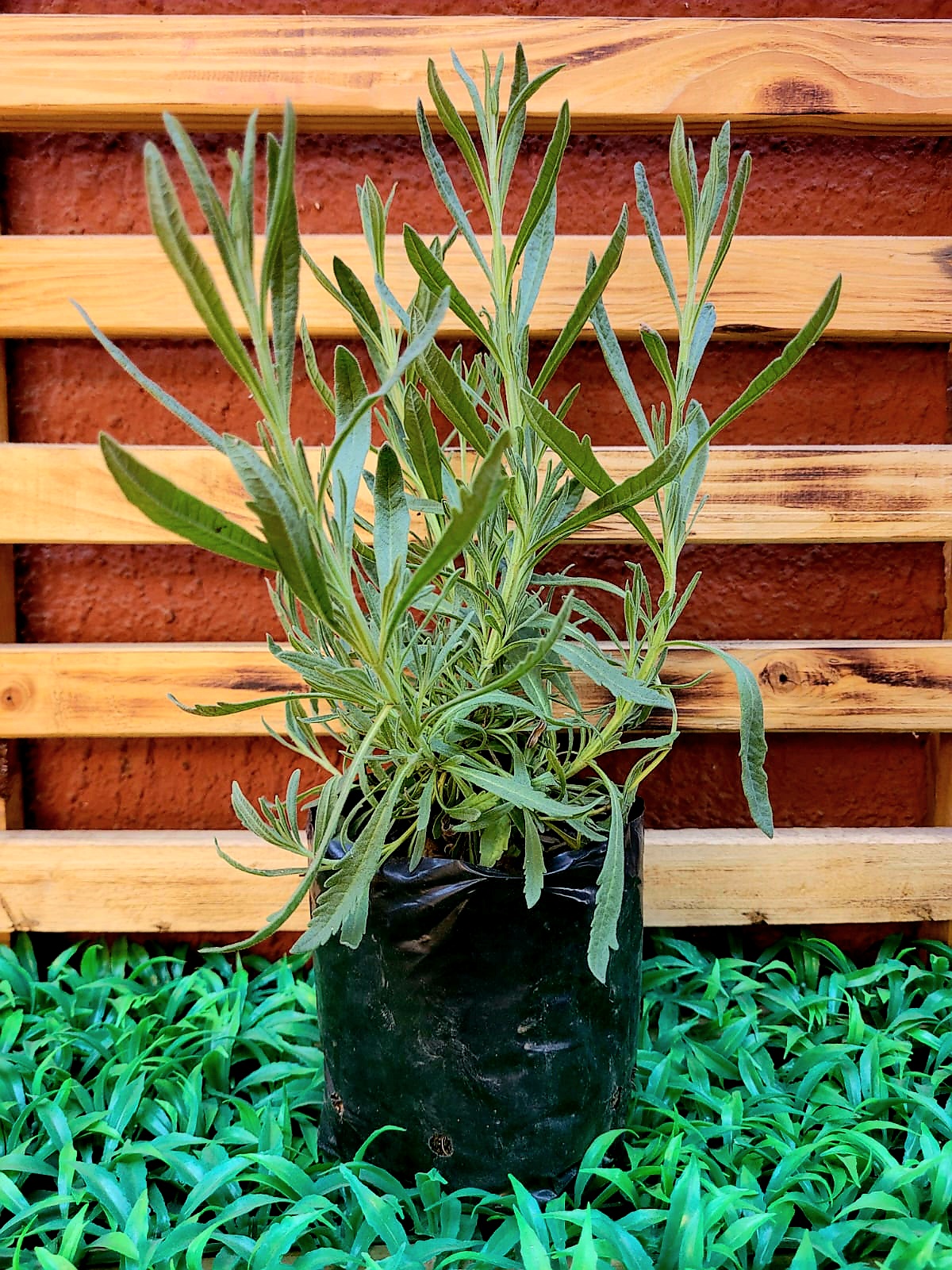 Lavanda Inglesa Almácigo