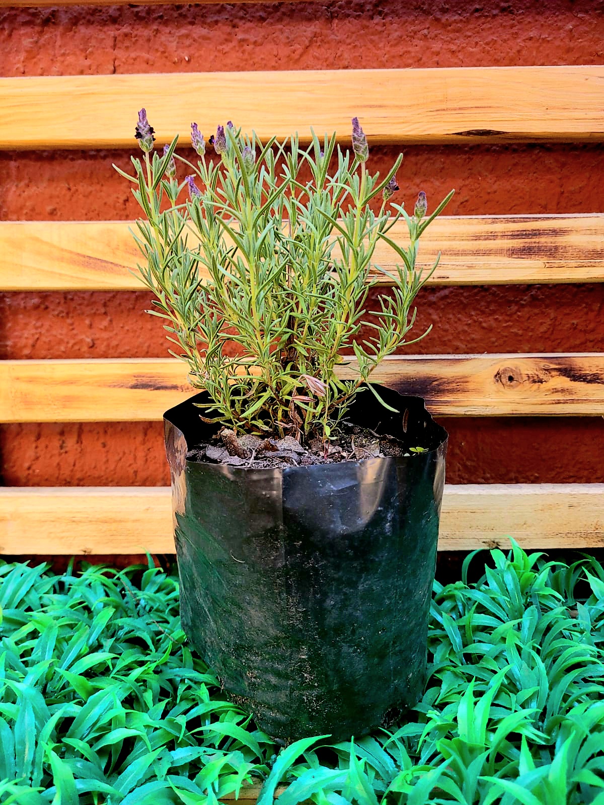 Lavanda Stoecha Almácigo