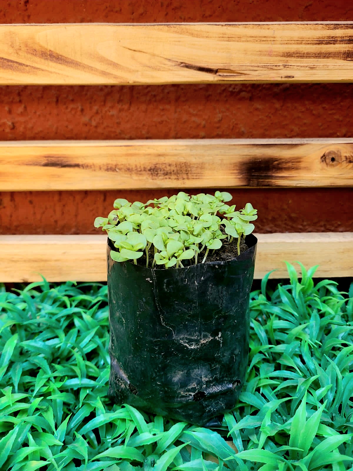 Albahaca Almácigo