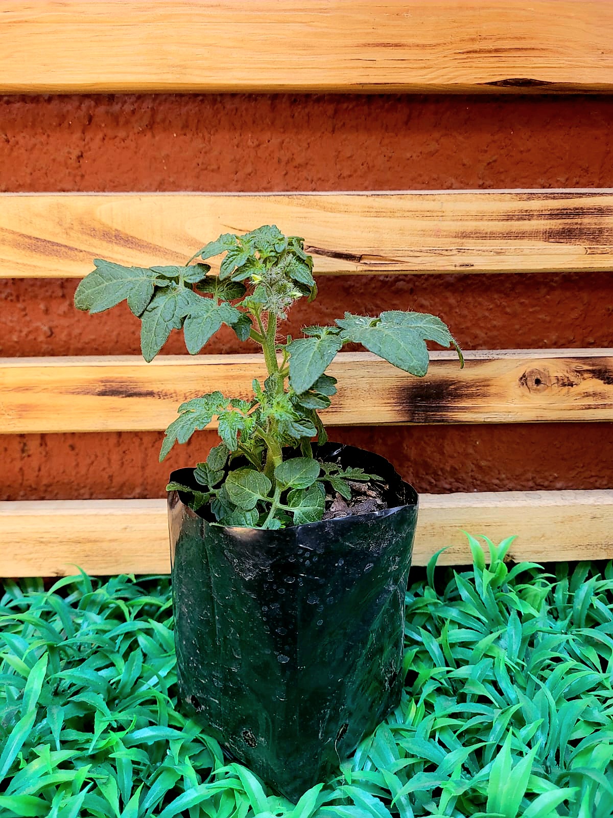 Tomate Cherry Almácigo