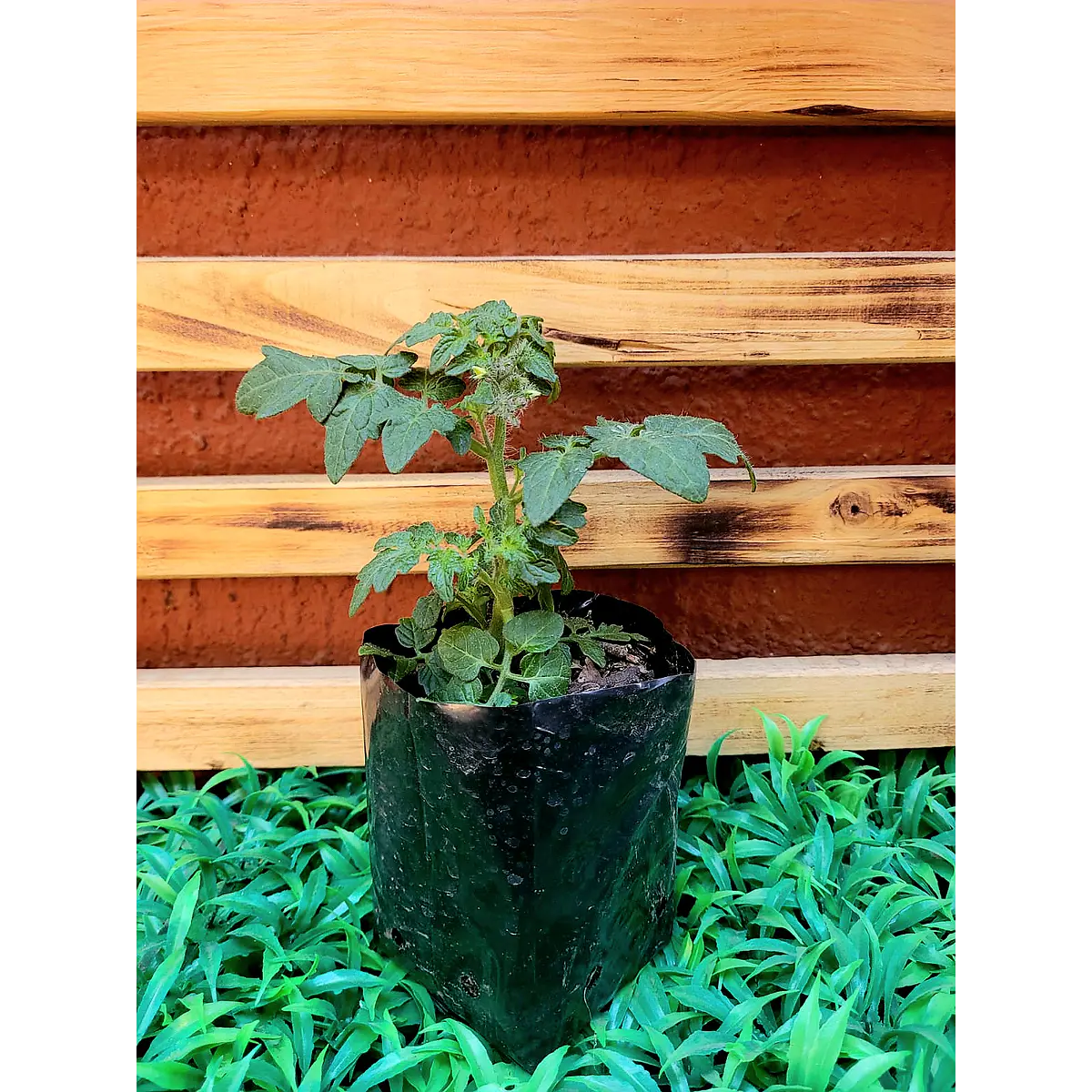 Tomate Cherry Almácigo