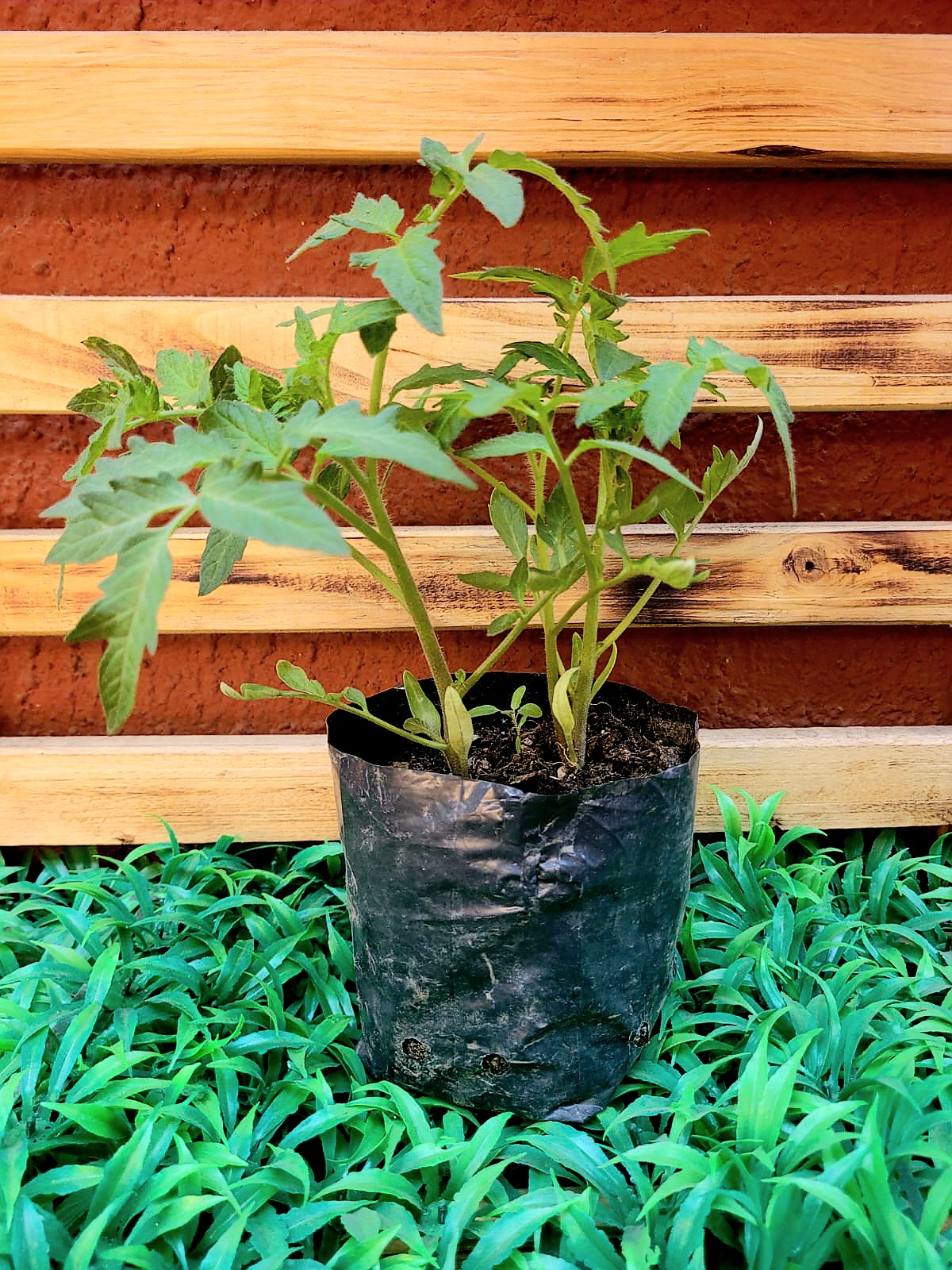 Tomate Almácigo