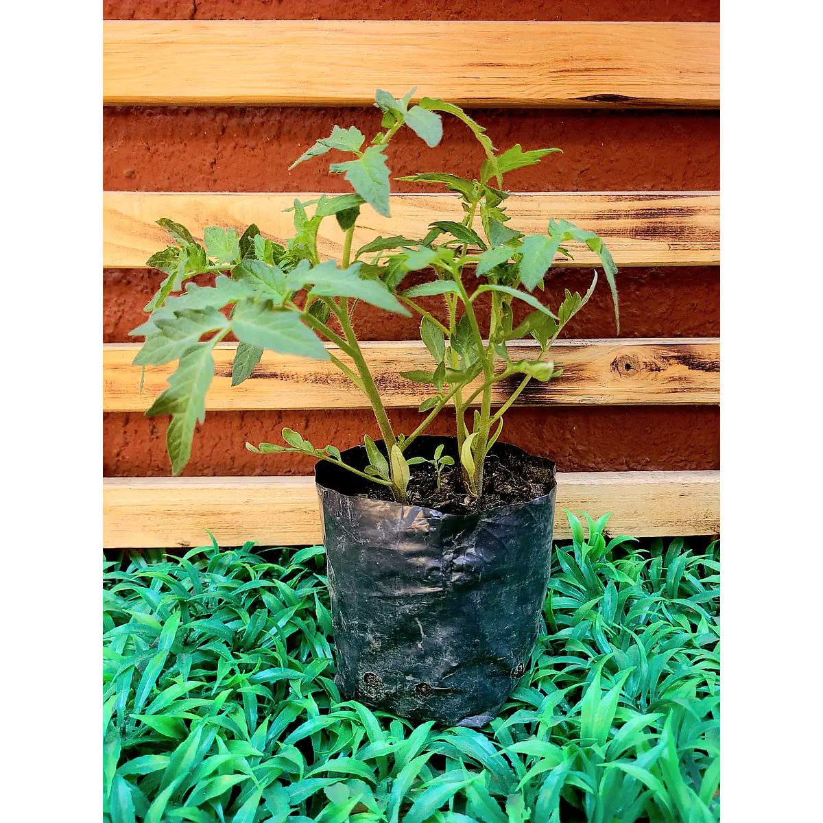 Tomate Almácigo