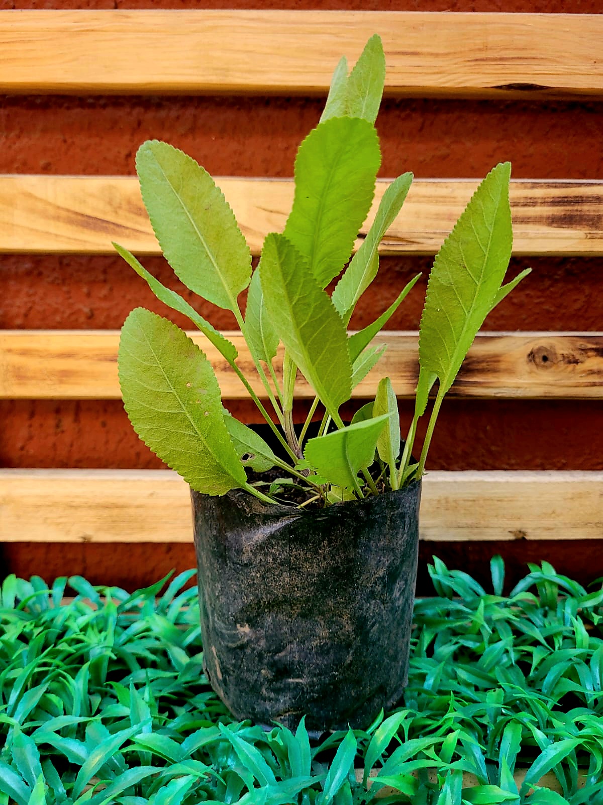 Menta Coca Almácigo