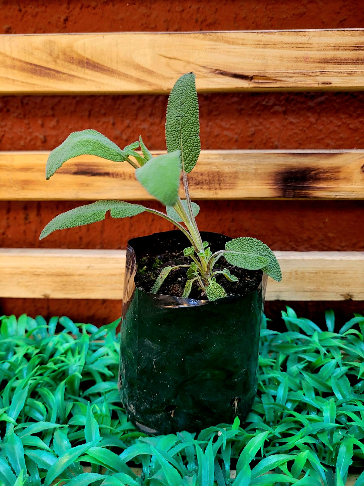 Salvia Almácigo