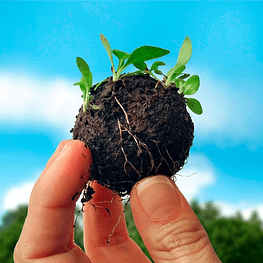 Bombas Semillas Pebre Chileno