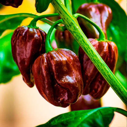 Semillas Hortalizas y Aromáticas
