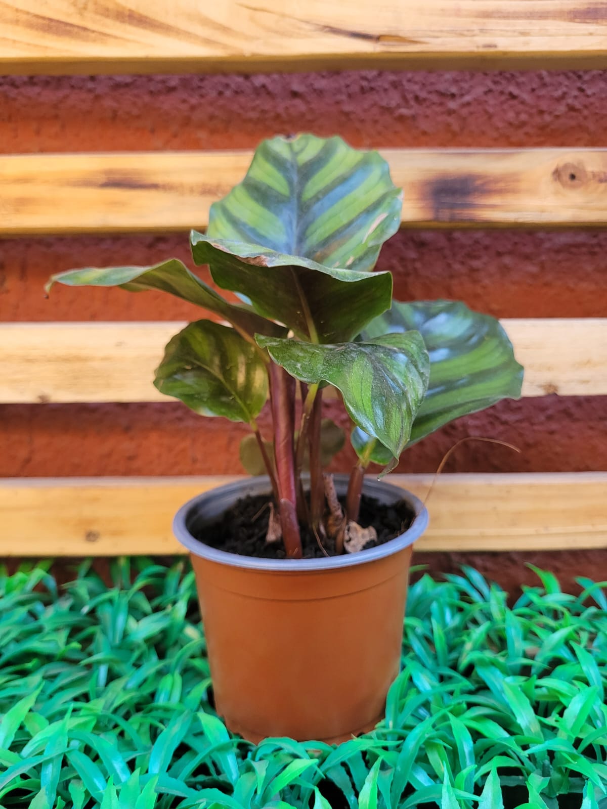 Calathea Fasciata