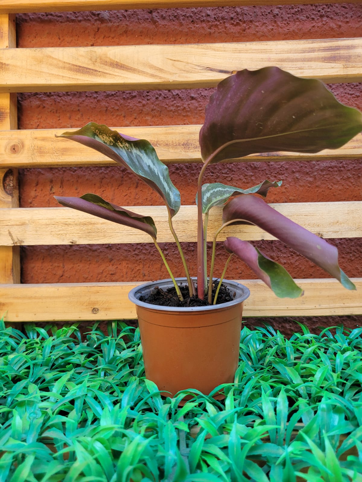 Calathea Bicajoux