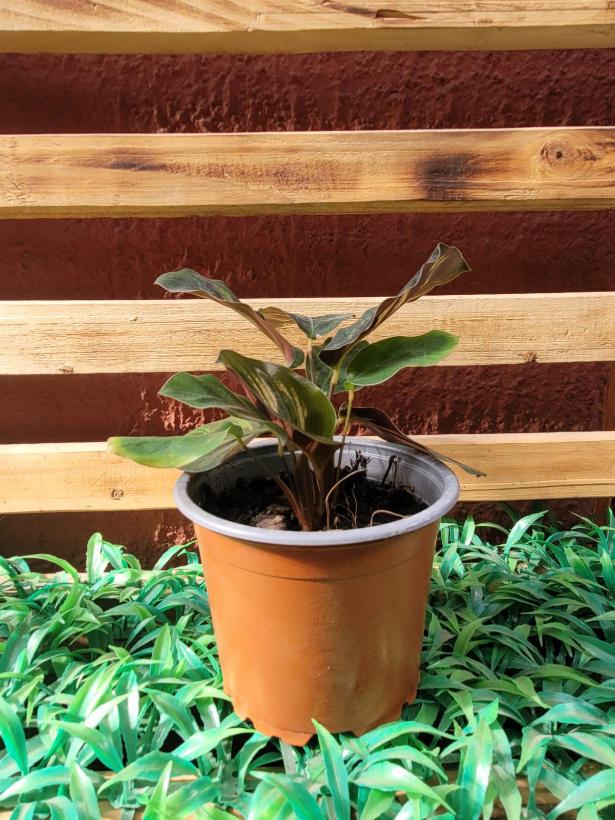 Calathea Makoyana