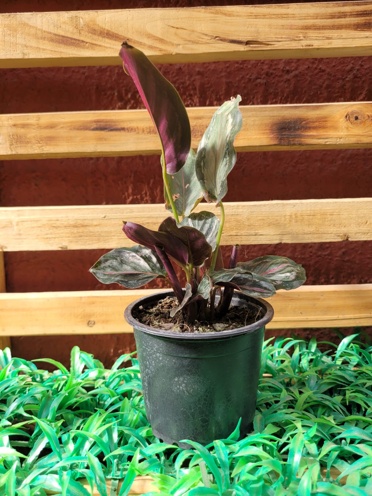 Calathea Norther Ligth