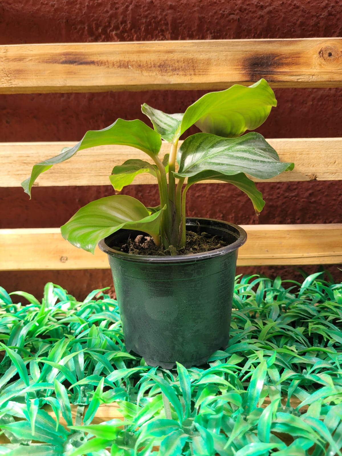 Calathea Orbifolia