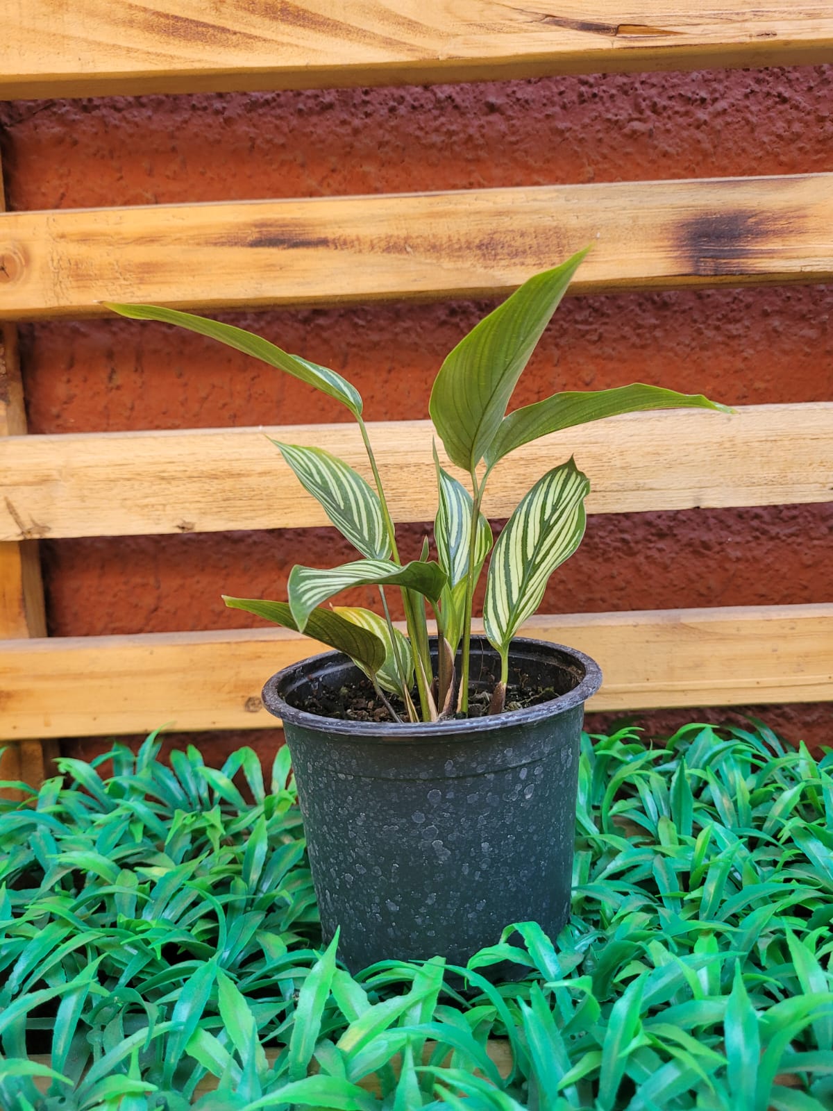 Calathea Vittata