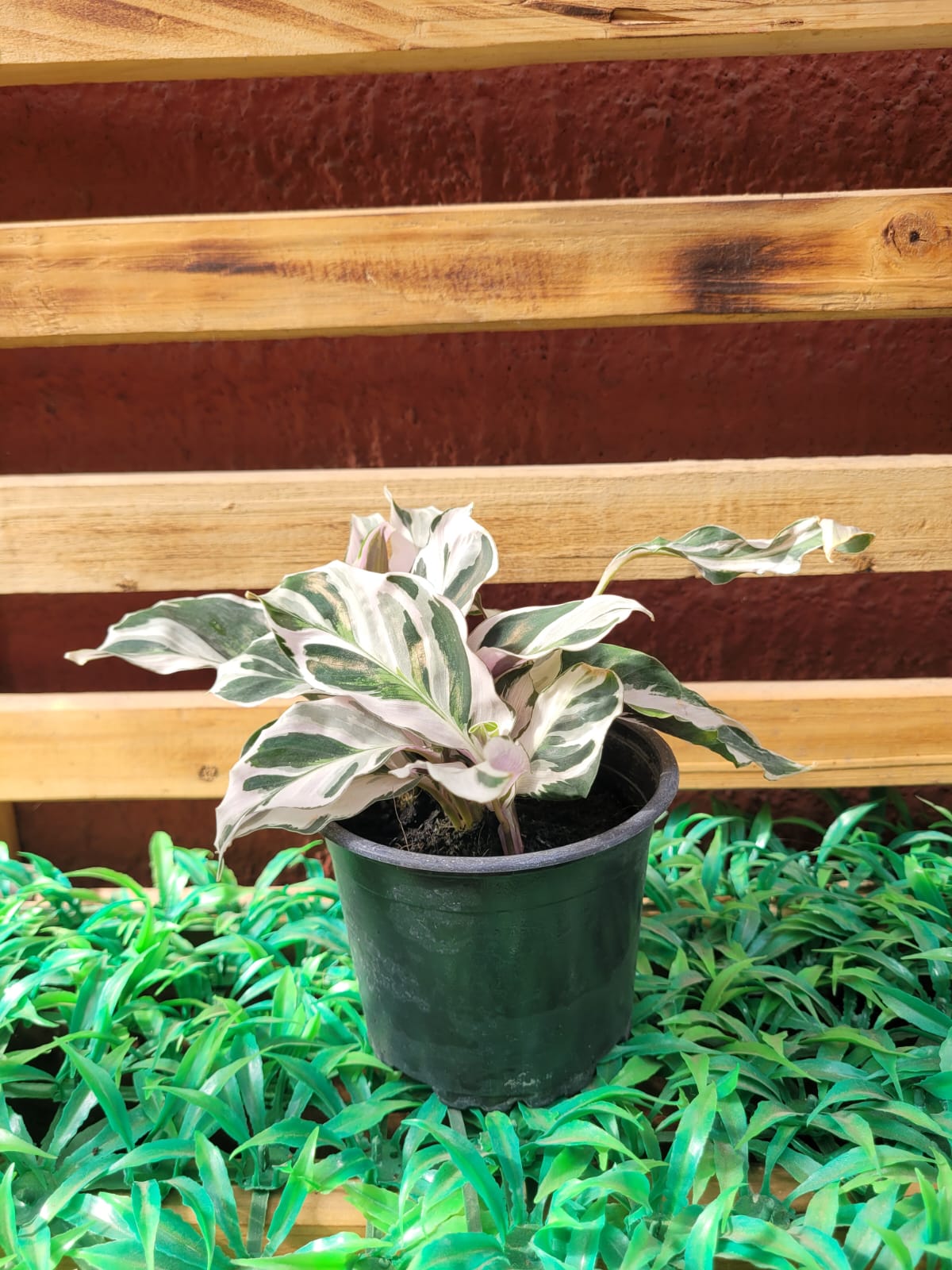 Calathea White Fusion