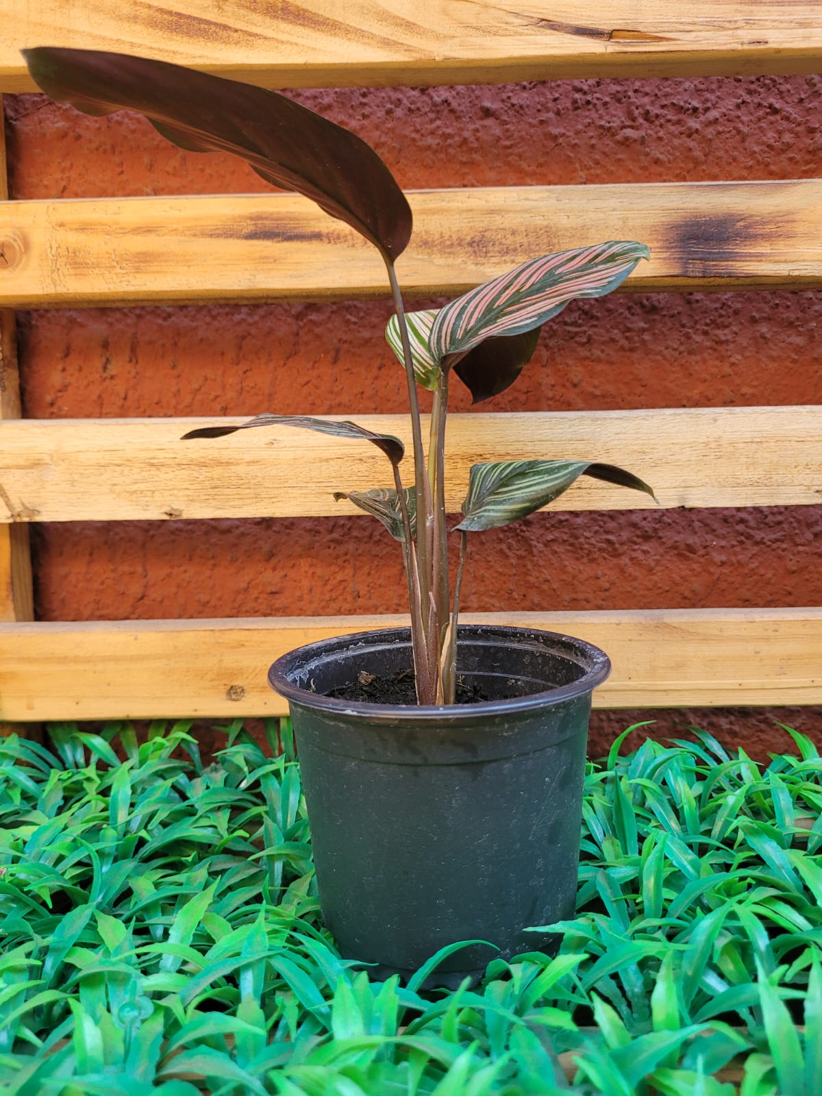 Calathea White Star