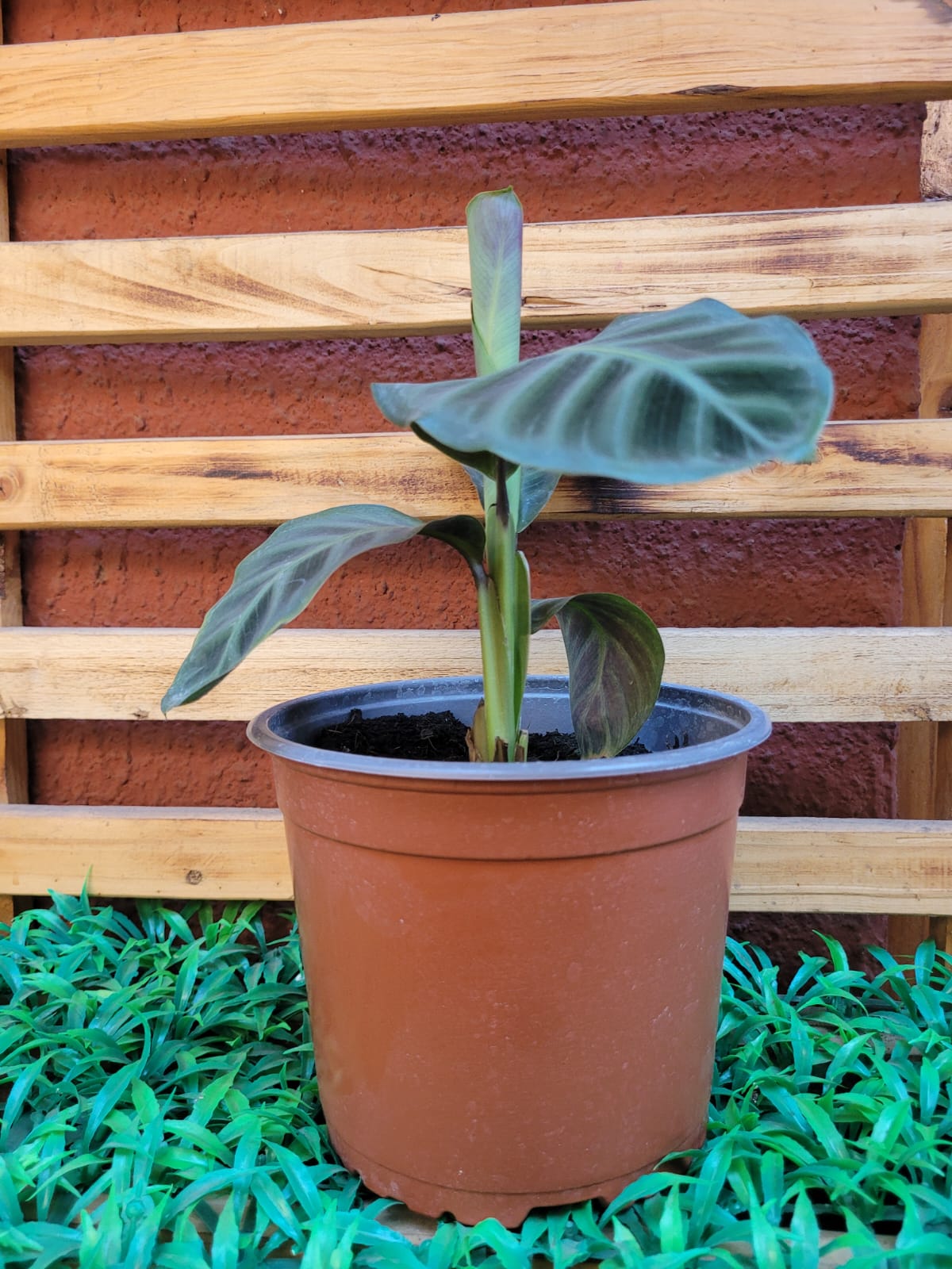 Calathea Zebrina