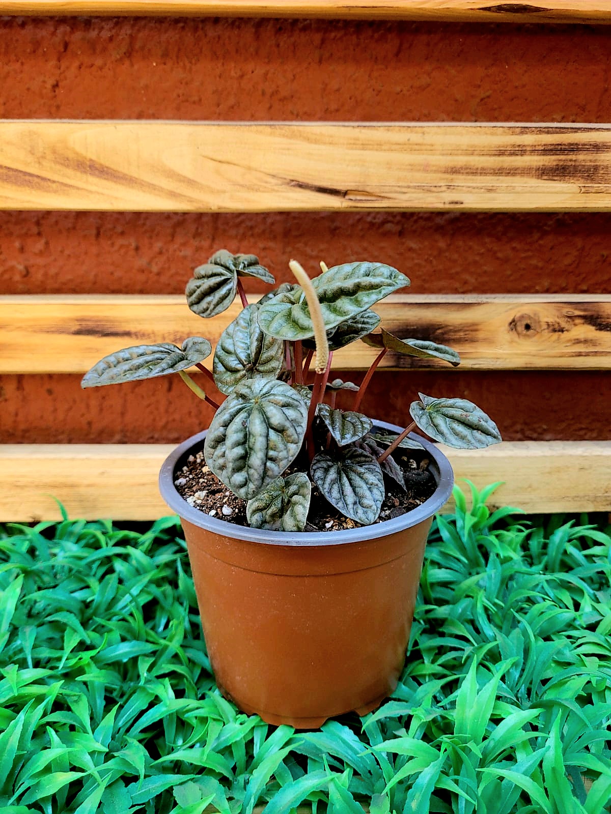 Pepa (Peperomia Caperata) - Macetero Plástico