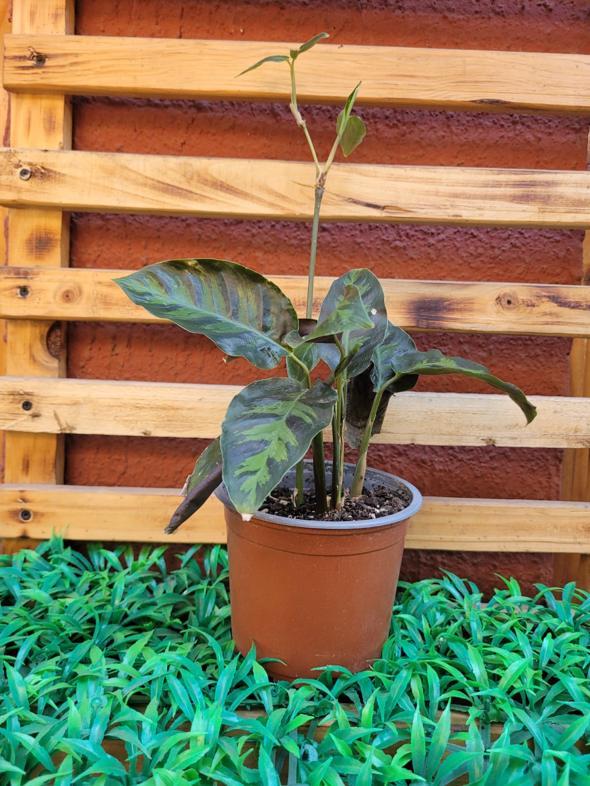 Calathea Lietzei