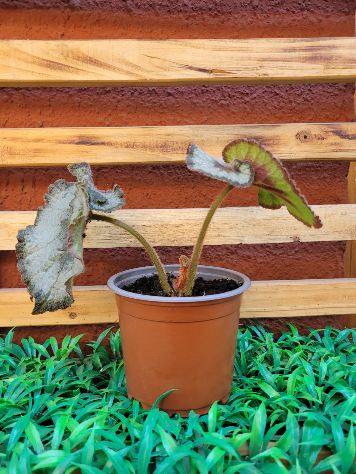 Begonia Caracol