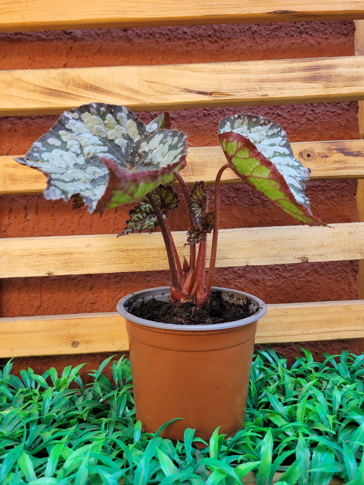 Begonia Rex