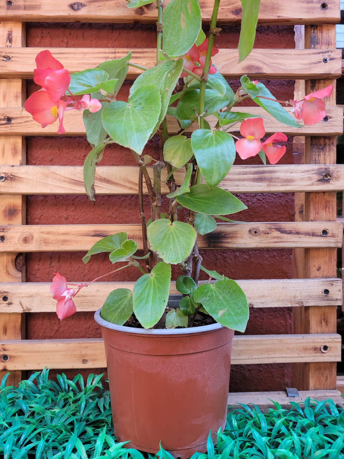 Begonia Dragon