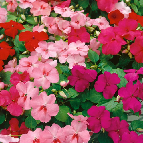 Semillas de Flores - Más de 70 Variedades