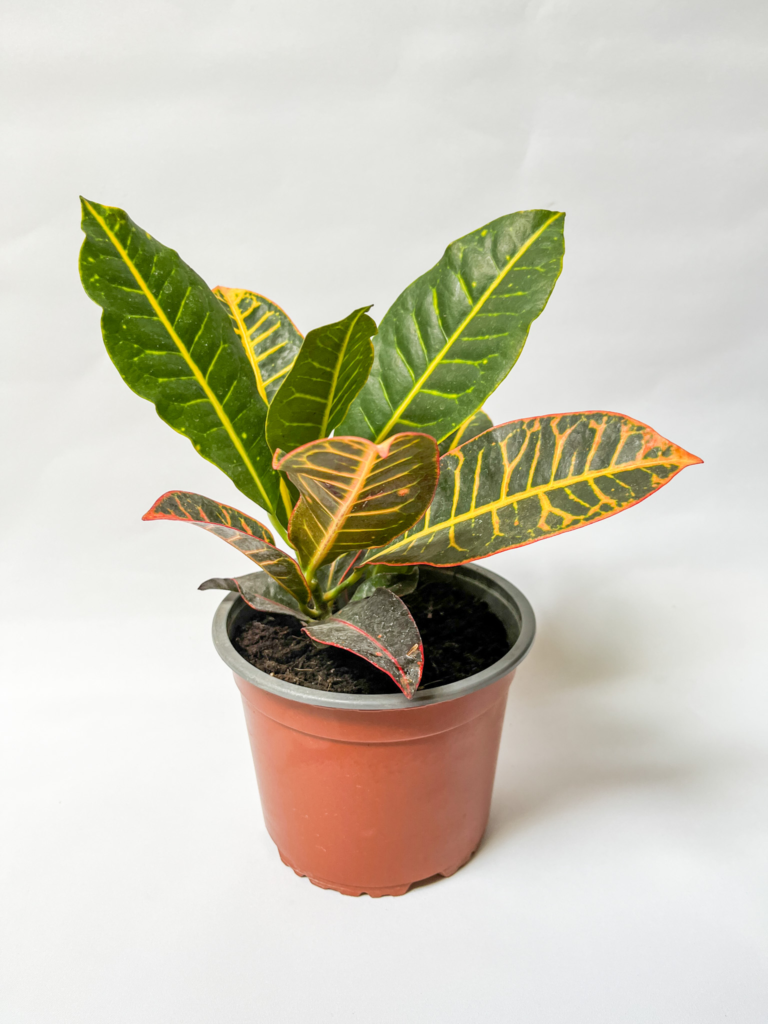 Croton
