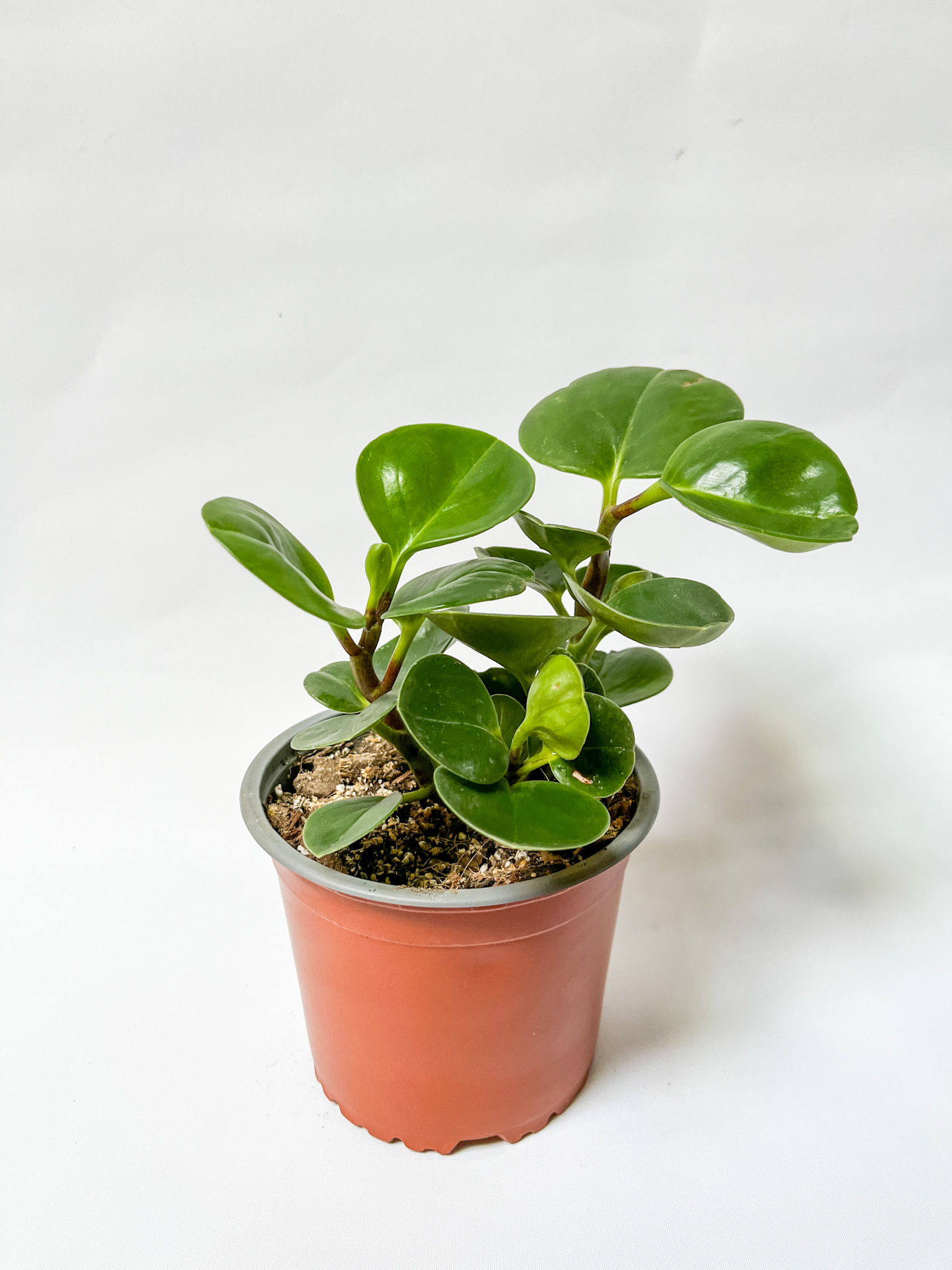 Peperomia obtusifolia
