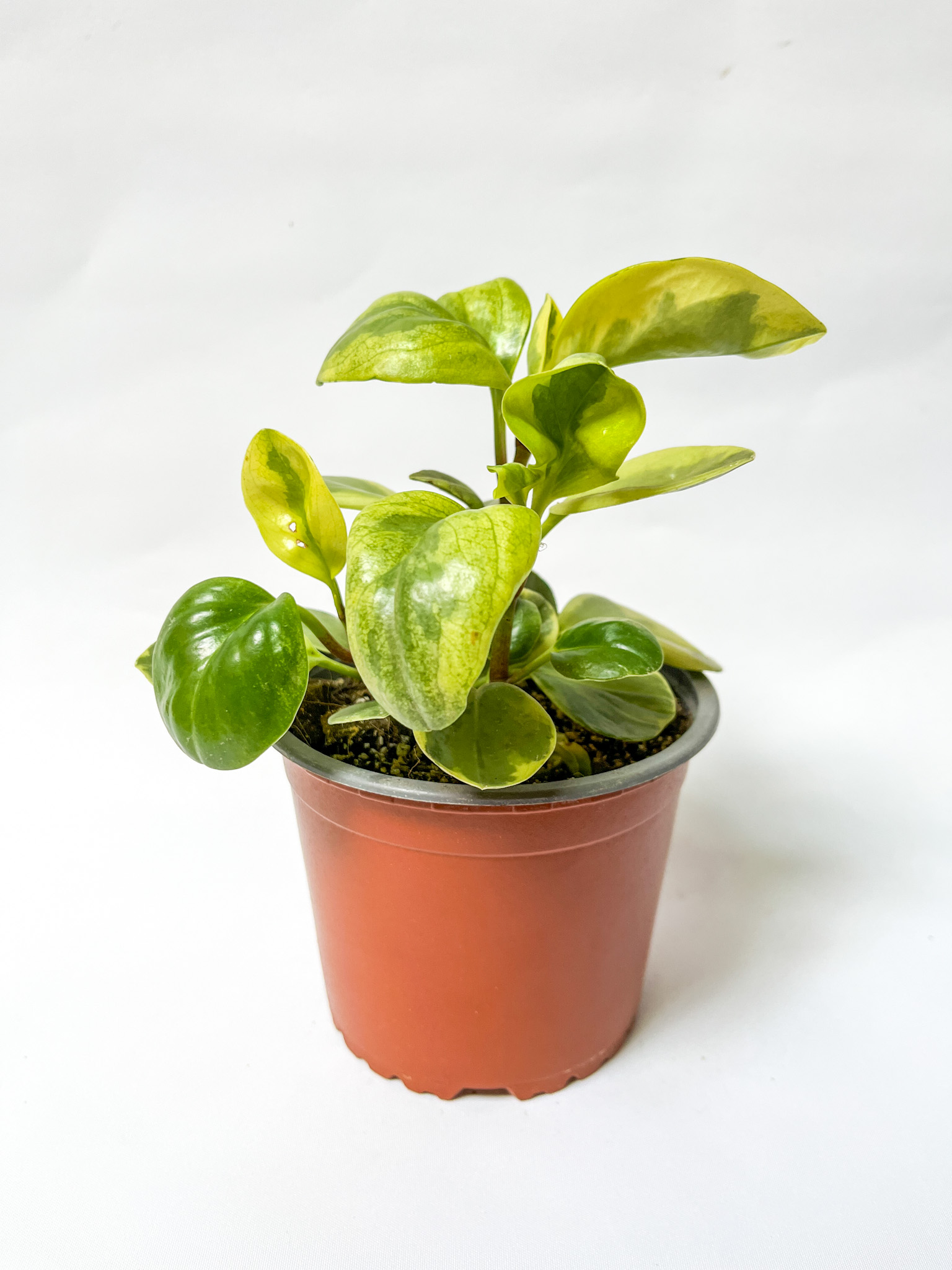 Peperomia Obtusifolia Marble