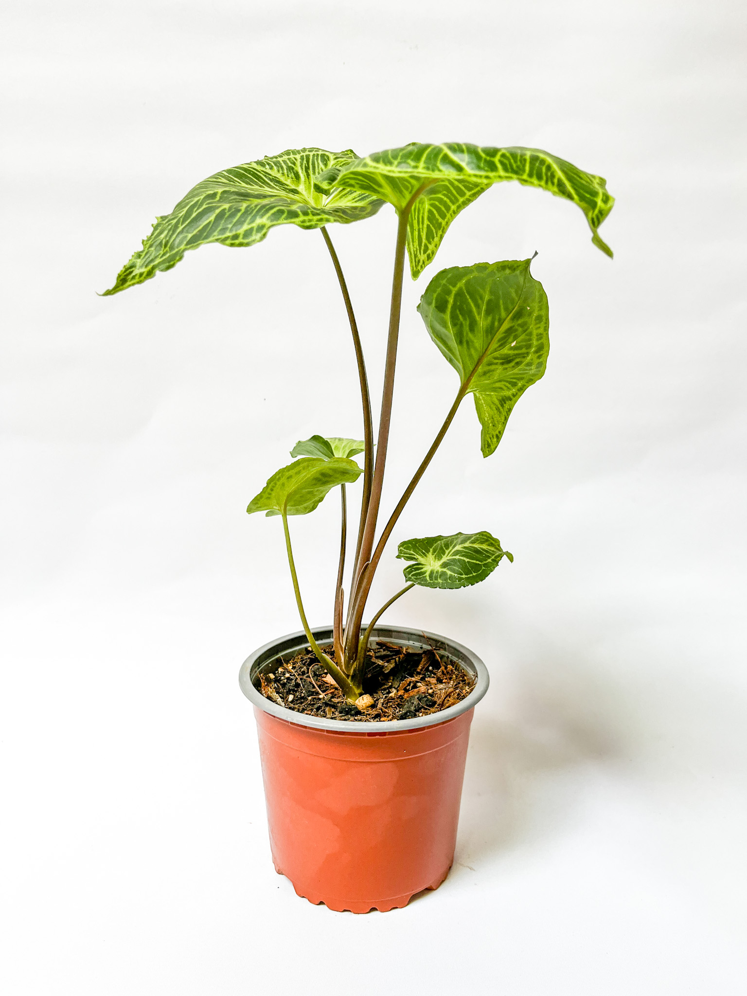 Syngonium Batik